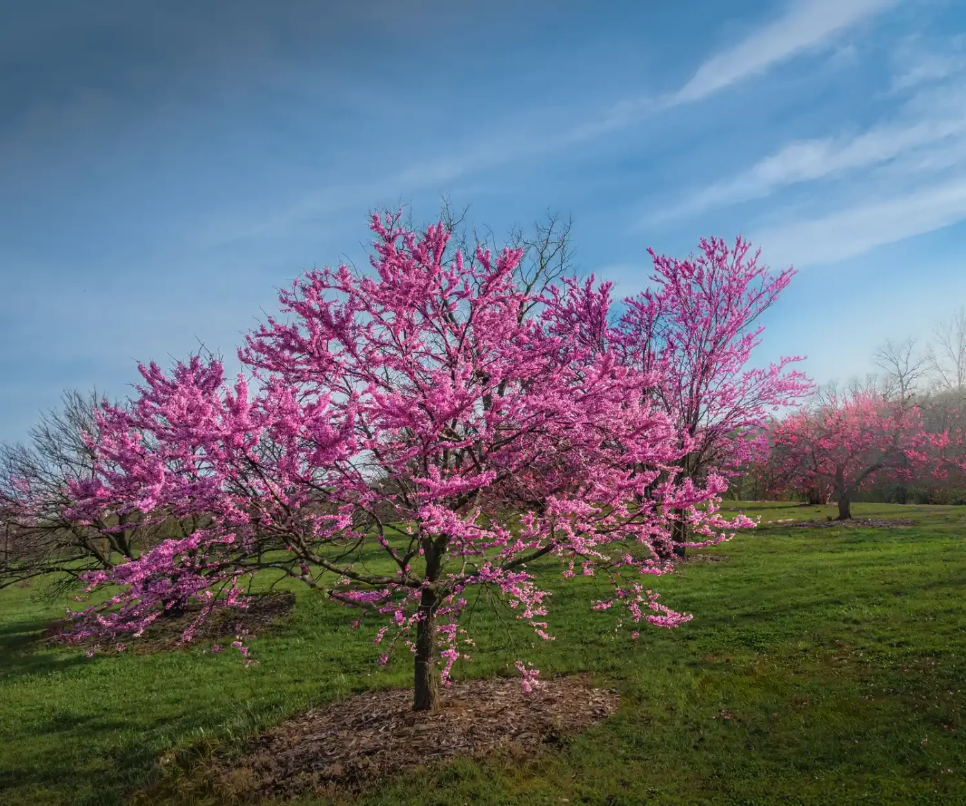 A blossoming tree with pink flowers in a grassy field under a partly cloudy sky