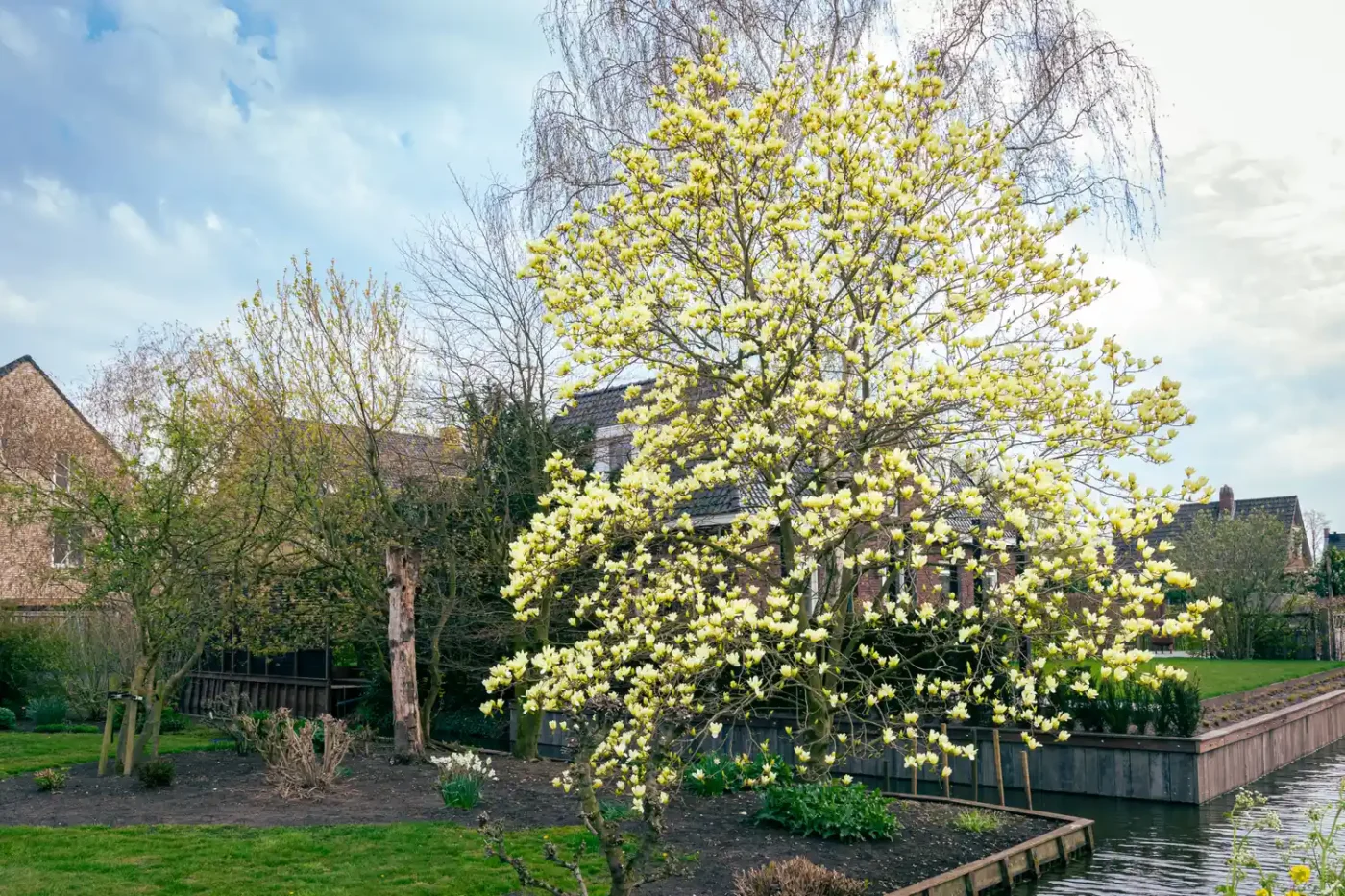 A flowering tree in a small backyard near a canal in a residential area