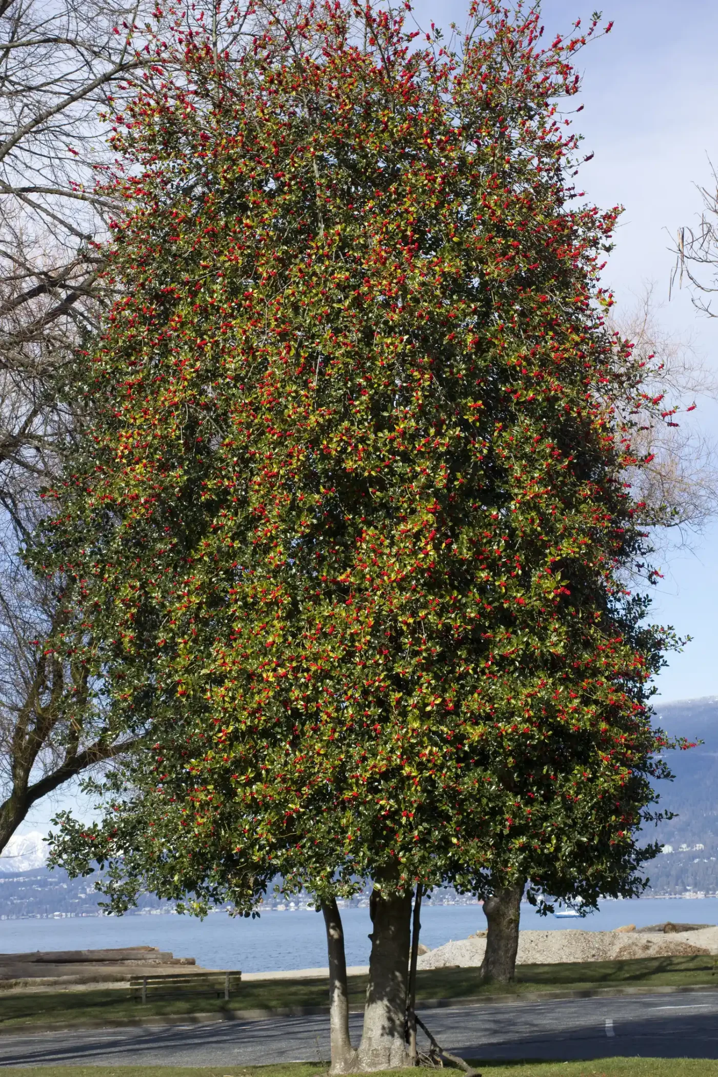 A single tree with dense foliage and small red and green leaves outdoor setting a path in the background
