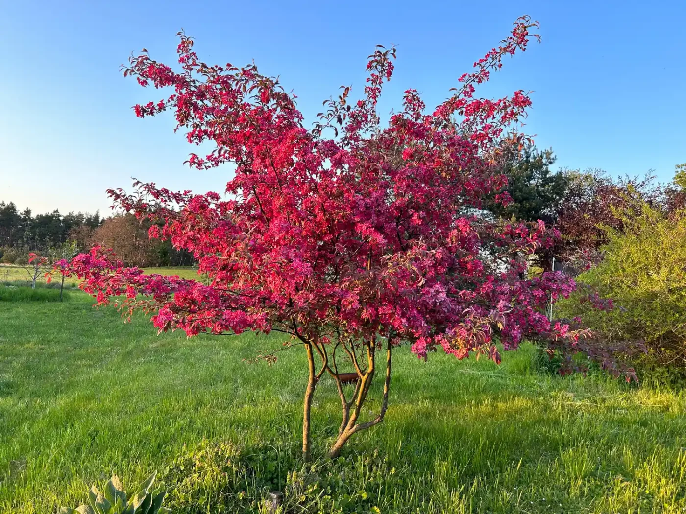 A small ornamental tree with dense blossoms situated in a grassy landscape