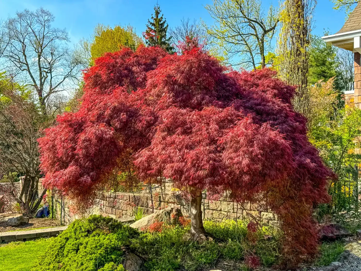 A small ornamental tree with textured foliage in a yard