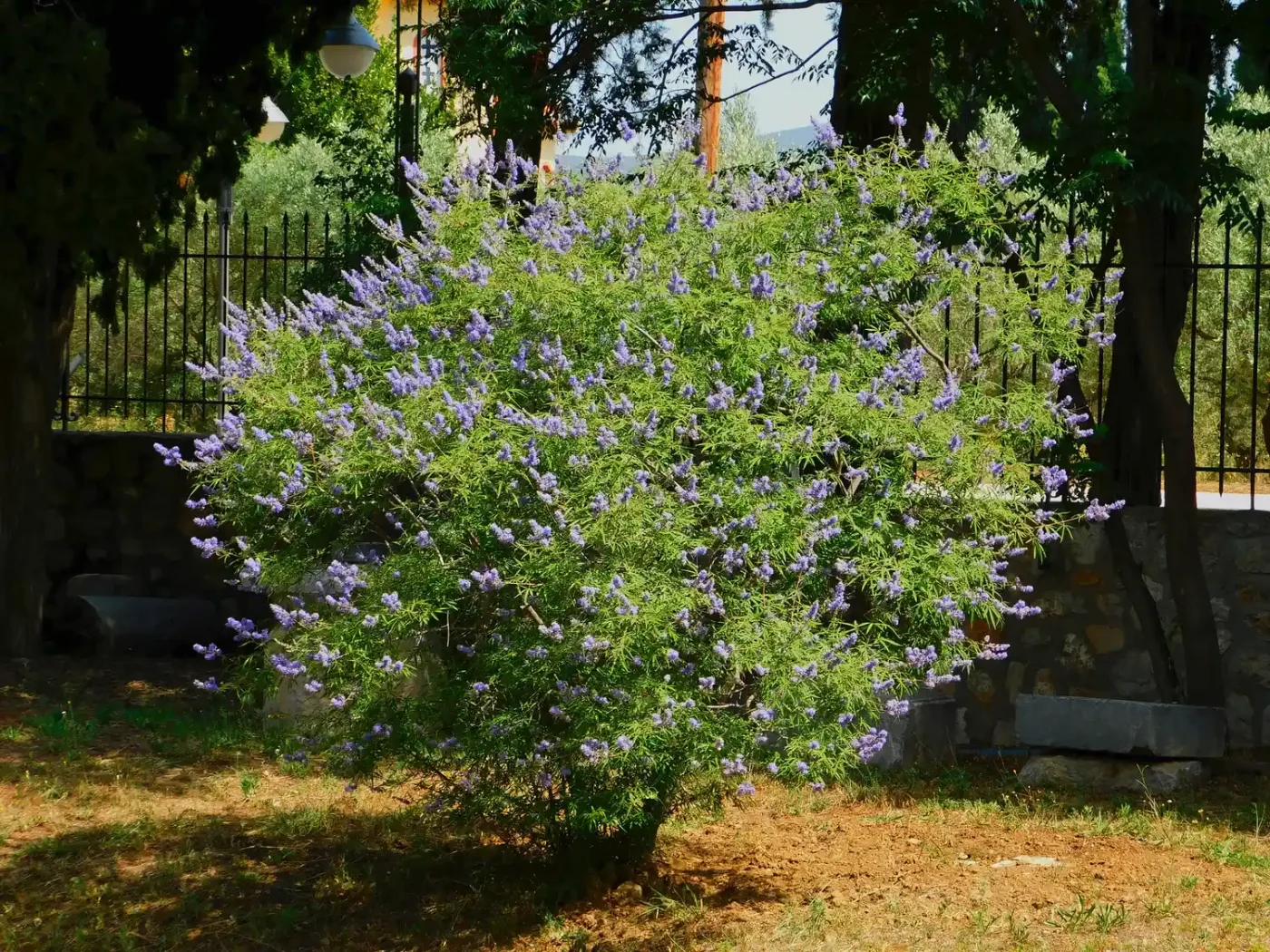 A small tree with purple flowers and dense foliage suitable for small yards outdoors in a fenced garden area