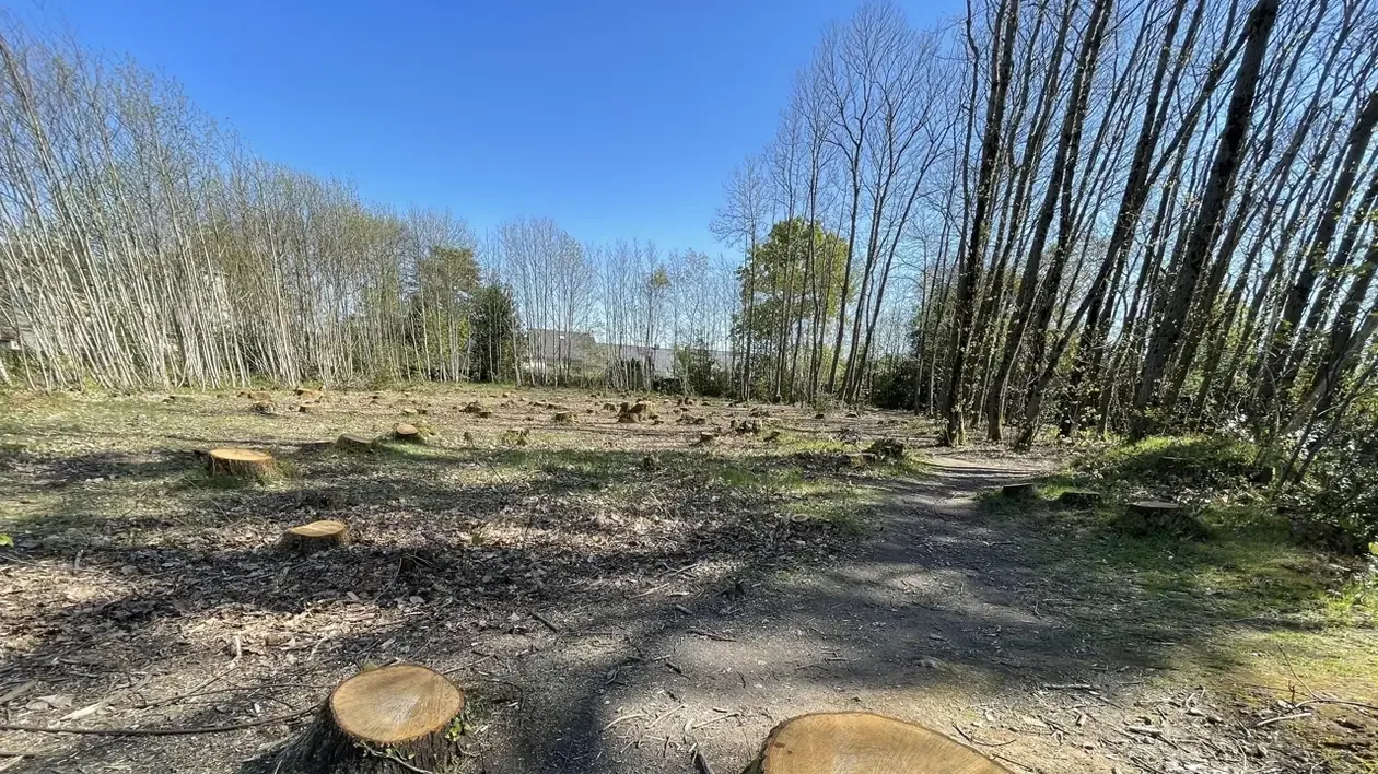Abate ilegal de árvores perto de Nantes leva a ação judicial