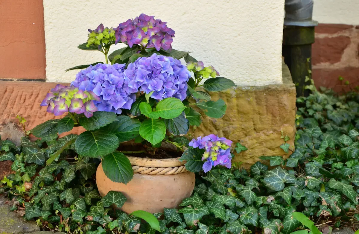Atrae desgracias y mala suerte: la planta que no deberías tener en tu casa, según el Feng Shui