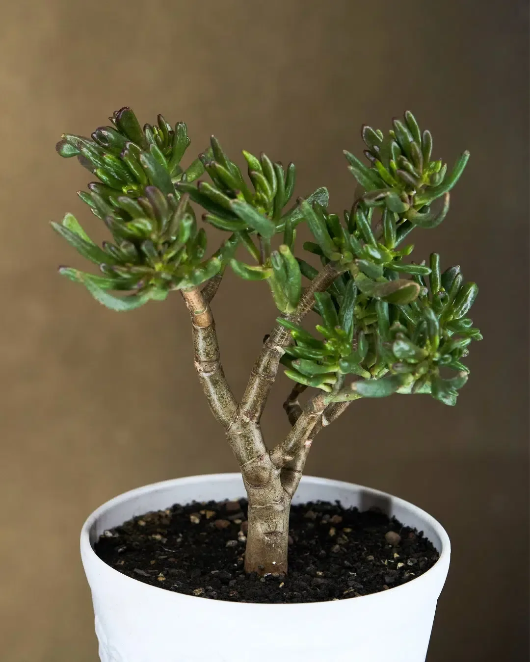Crassula ovata