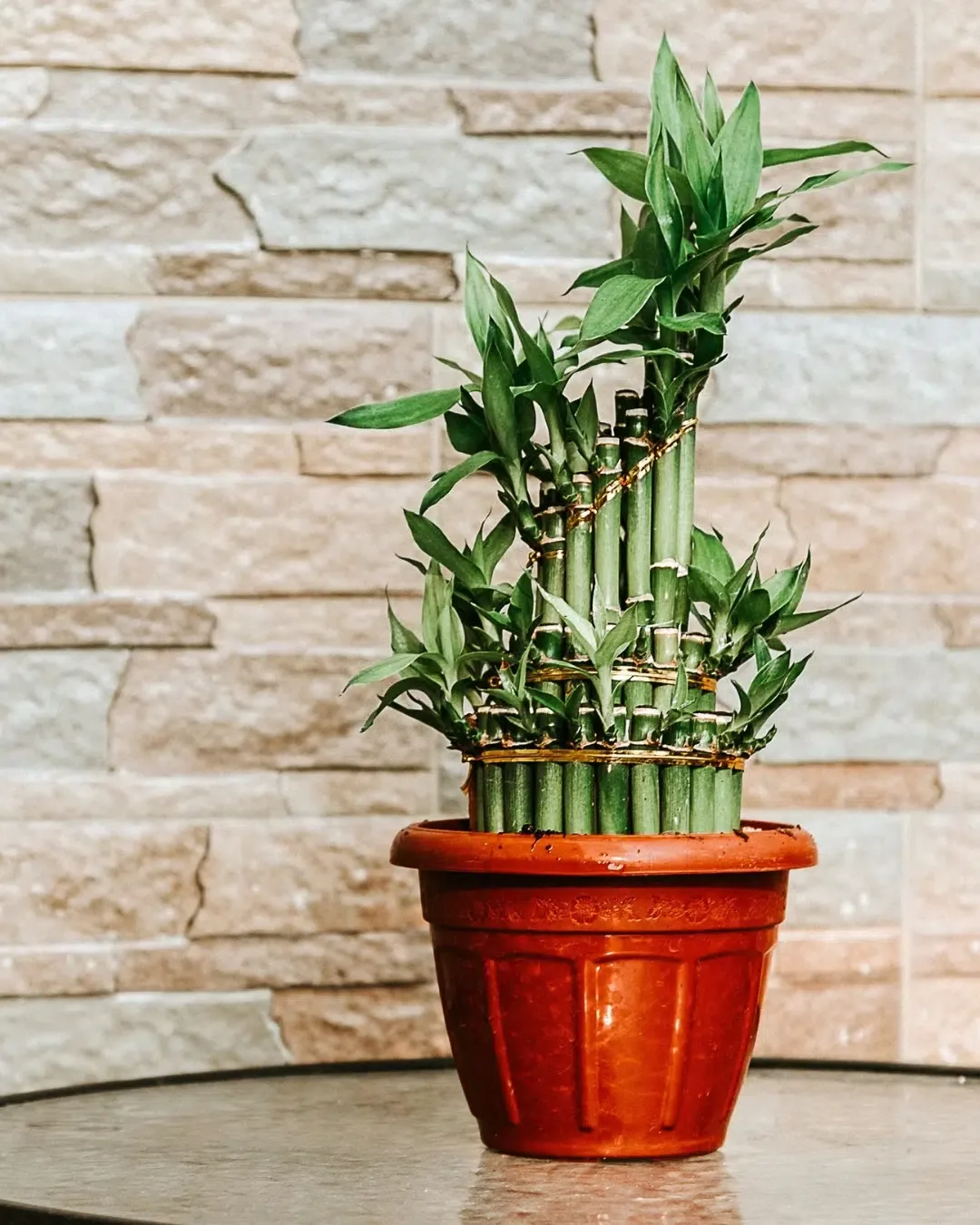 Dracaena sanderiana