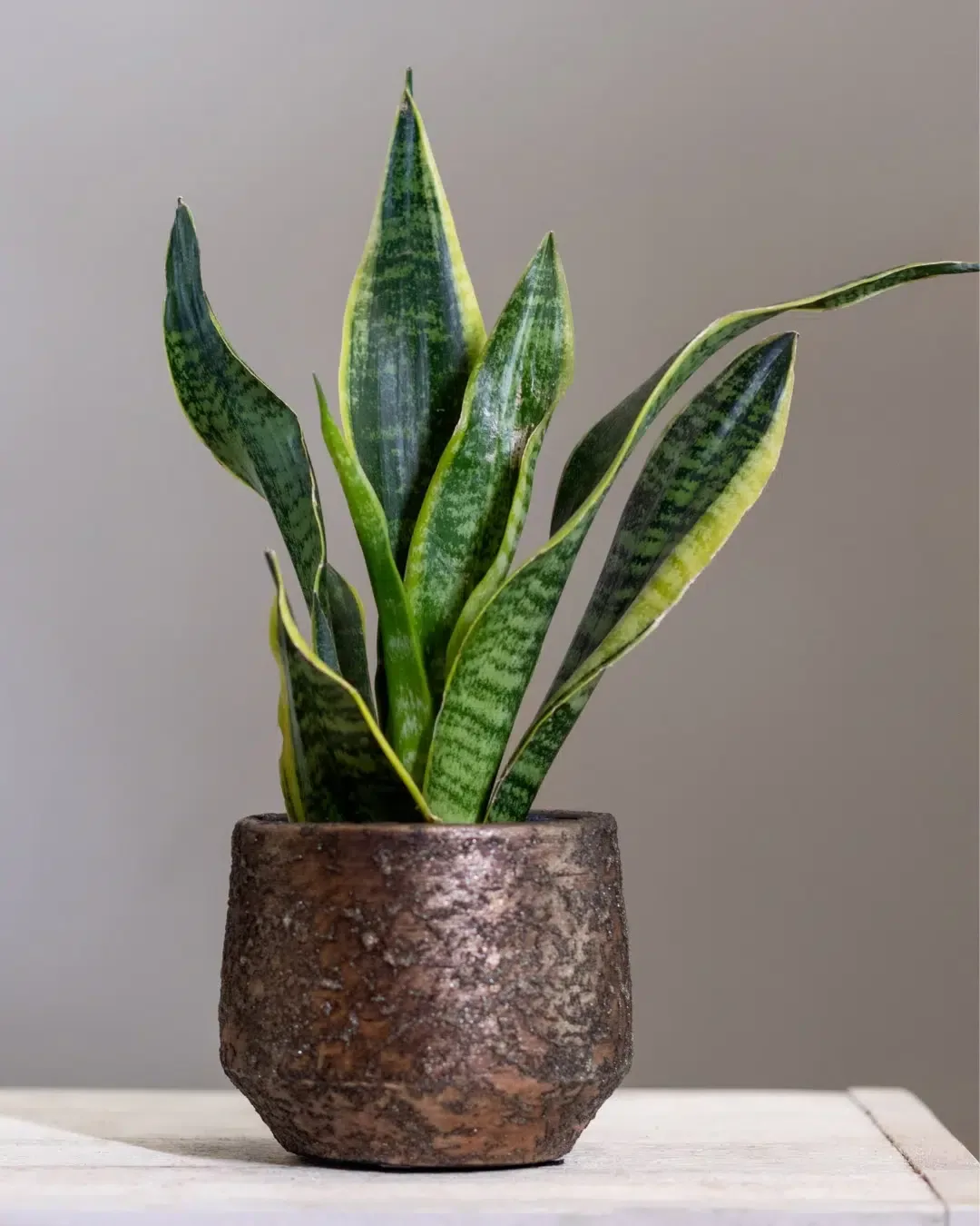 Dracaena trifasciata