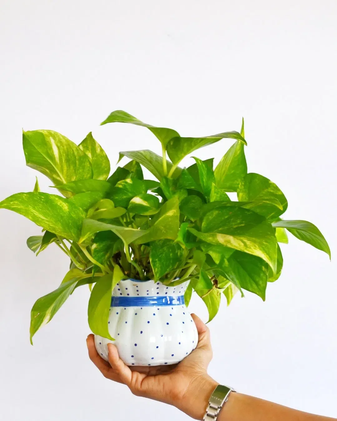 Epipremnum aureum