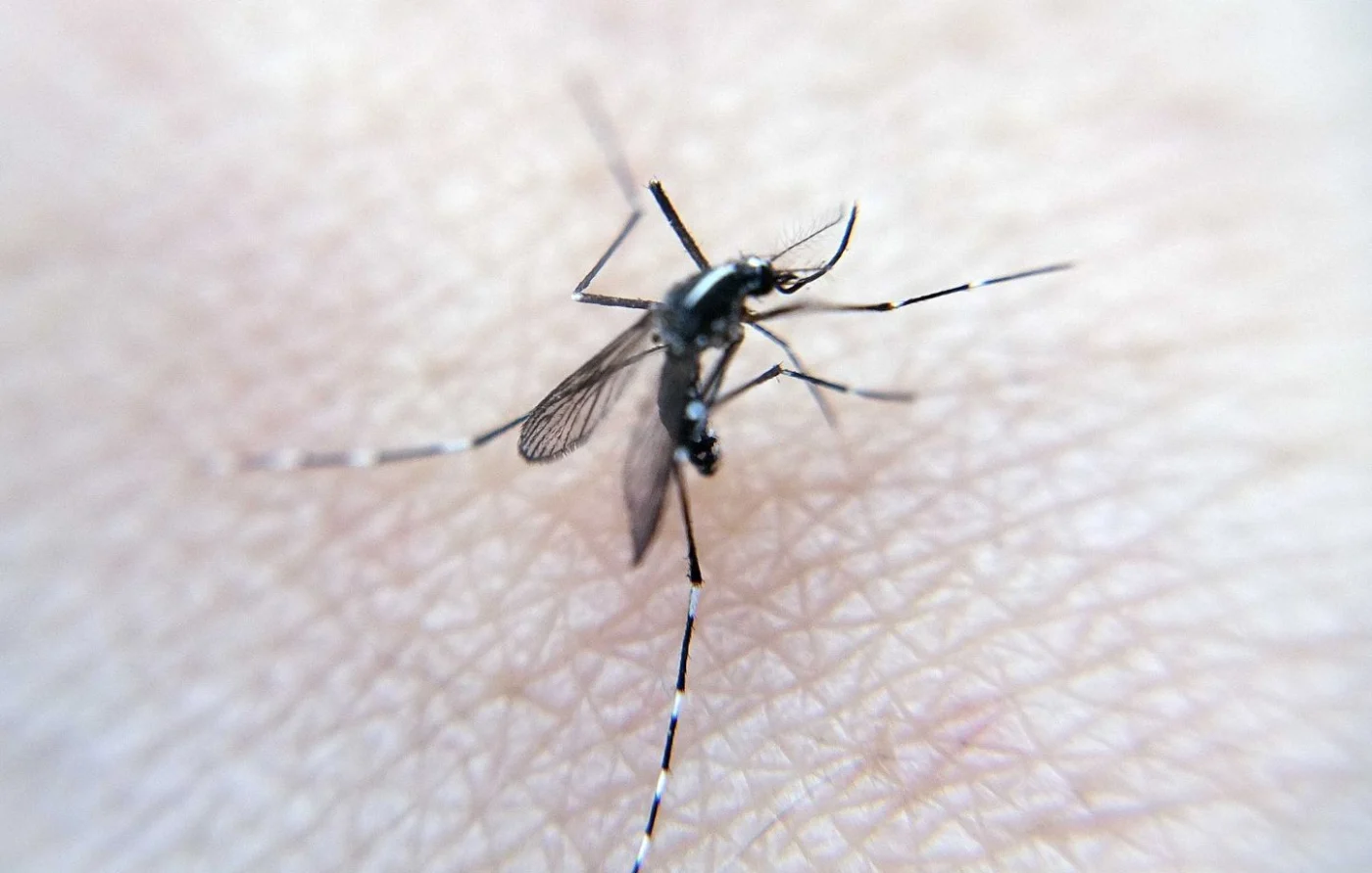 Invasão de mosquitos na Essonne: moradores exigem medidas urgentes contra a praga