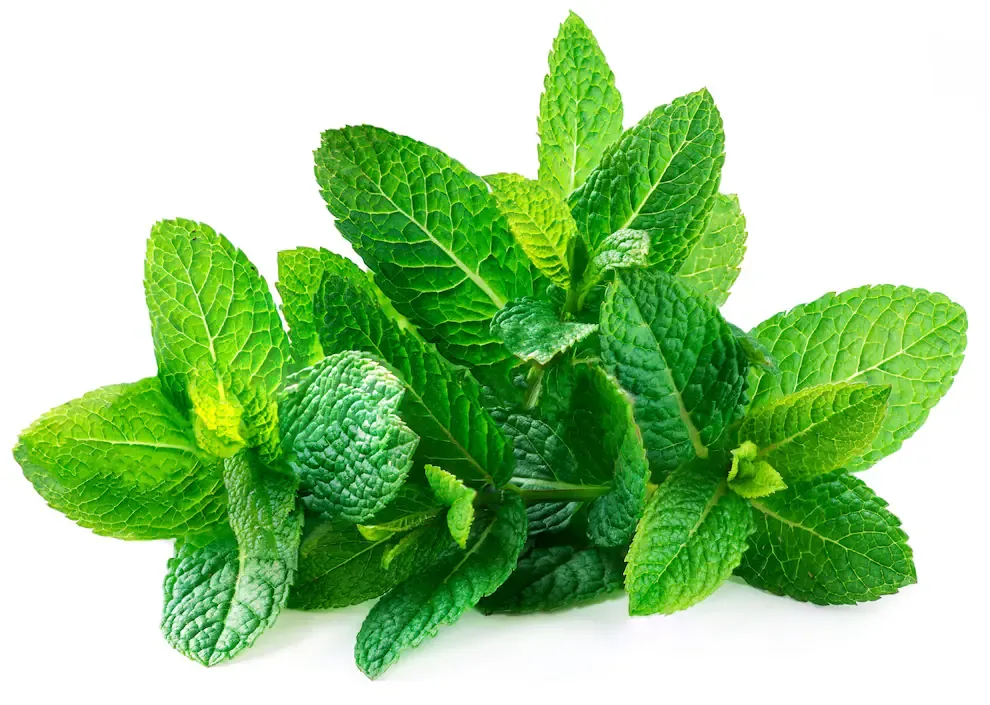 Las hojas de menta son excelentes para perfumar ambientes de forma casera. Fuente: Shutterstock.