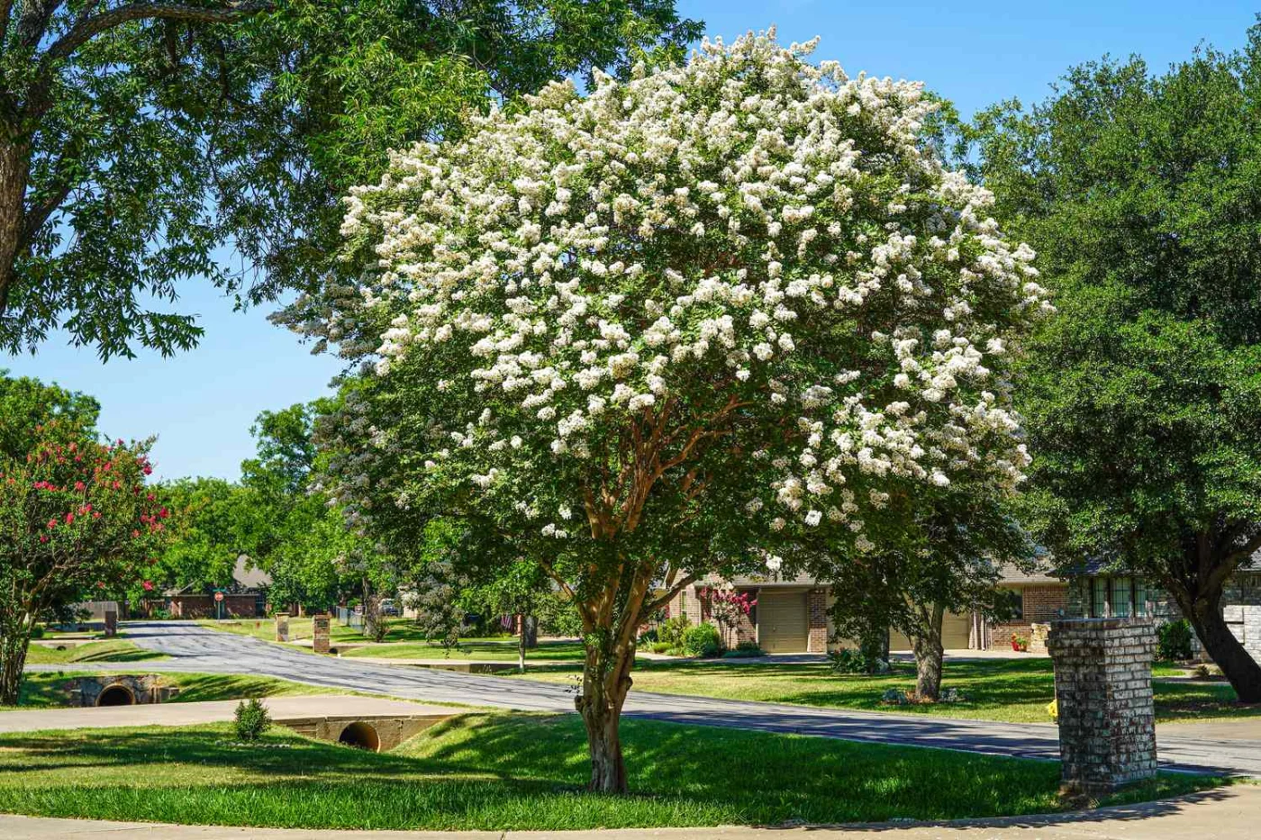 Melhores árvores de porte médio para jardins pequenos e compactos