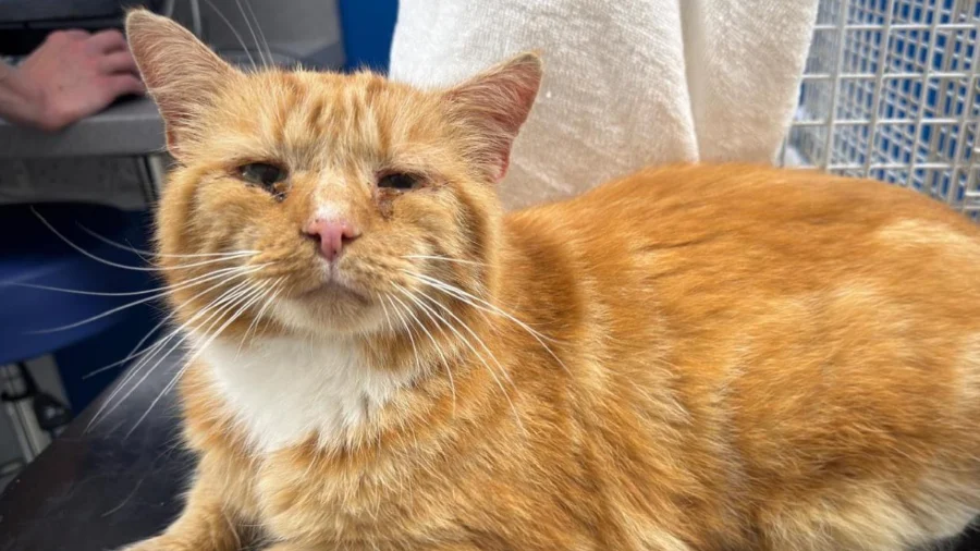 Microchip ajuda gato desaparecido há quase um ano a reencontrar família na Inglaterra