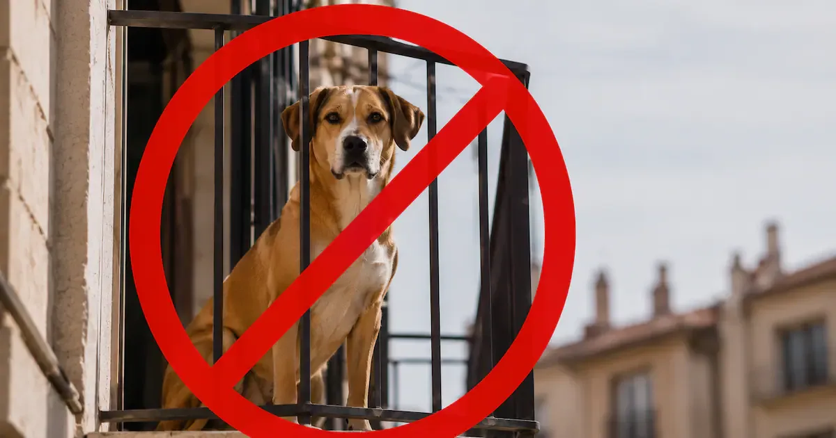 Nova Lei em Espanha Dá Multas até 50.000€ a Quem Deixar Cães ou Gatos na Varanda