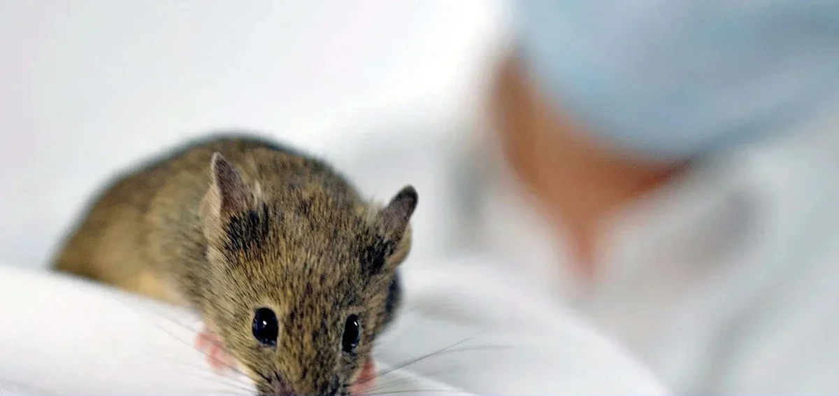 Nova vacina de nanopartículas promete acabar com a necessidade da dose anual contra a gripe