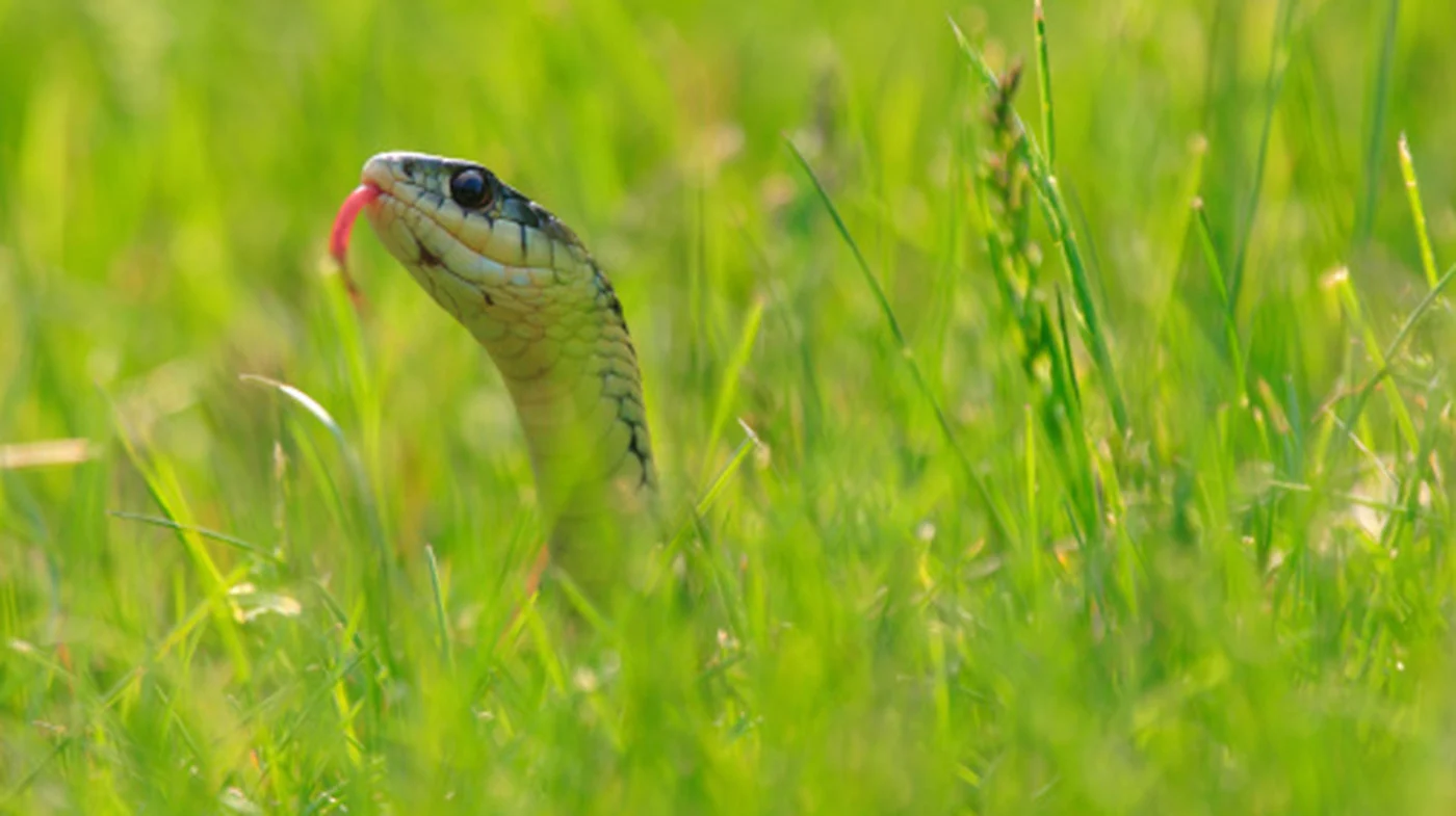O Método de 0 Euros Para Manter as Cobras Afastadas da Sua Casa e Jardim