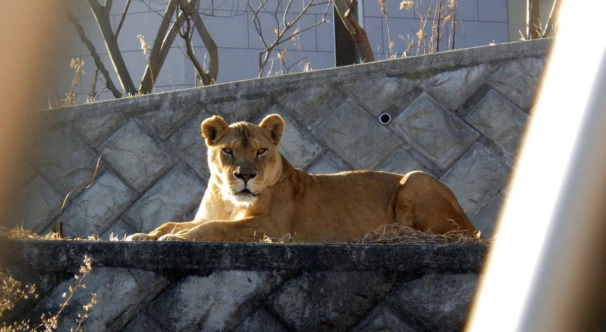 O Verdadeiro Rei Leão: A Luta Épica de uma Cria na Minissérie "Lion"