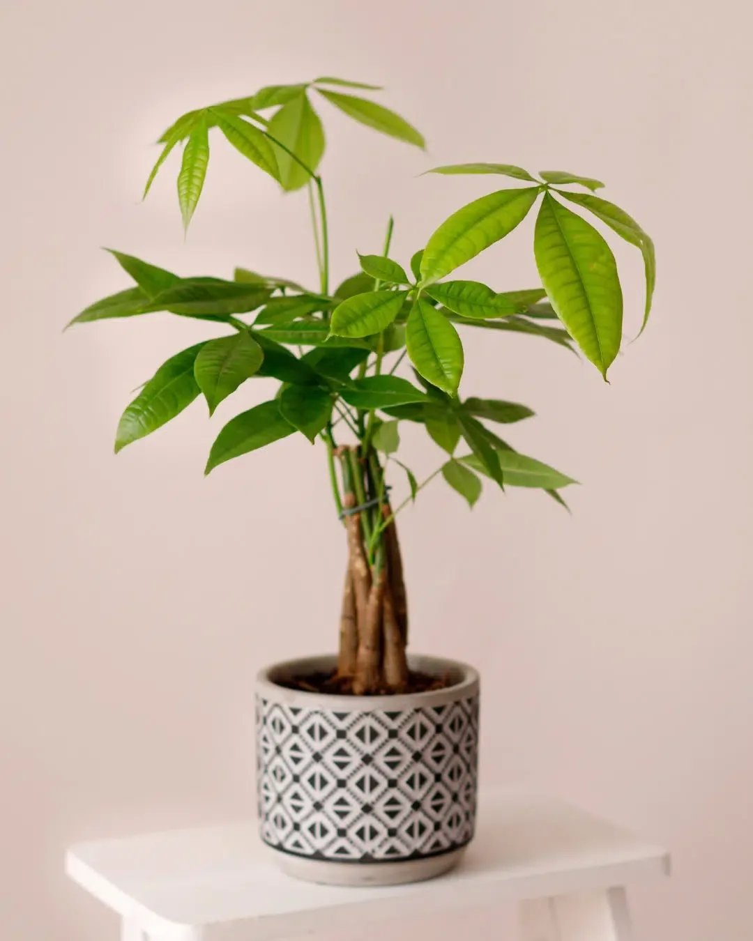 Pachira aquatica
