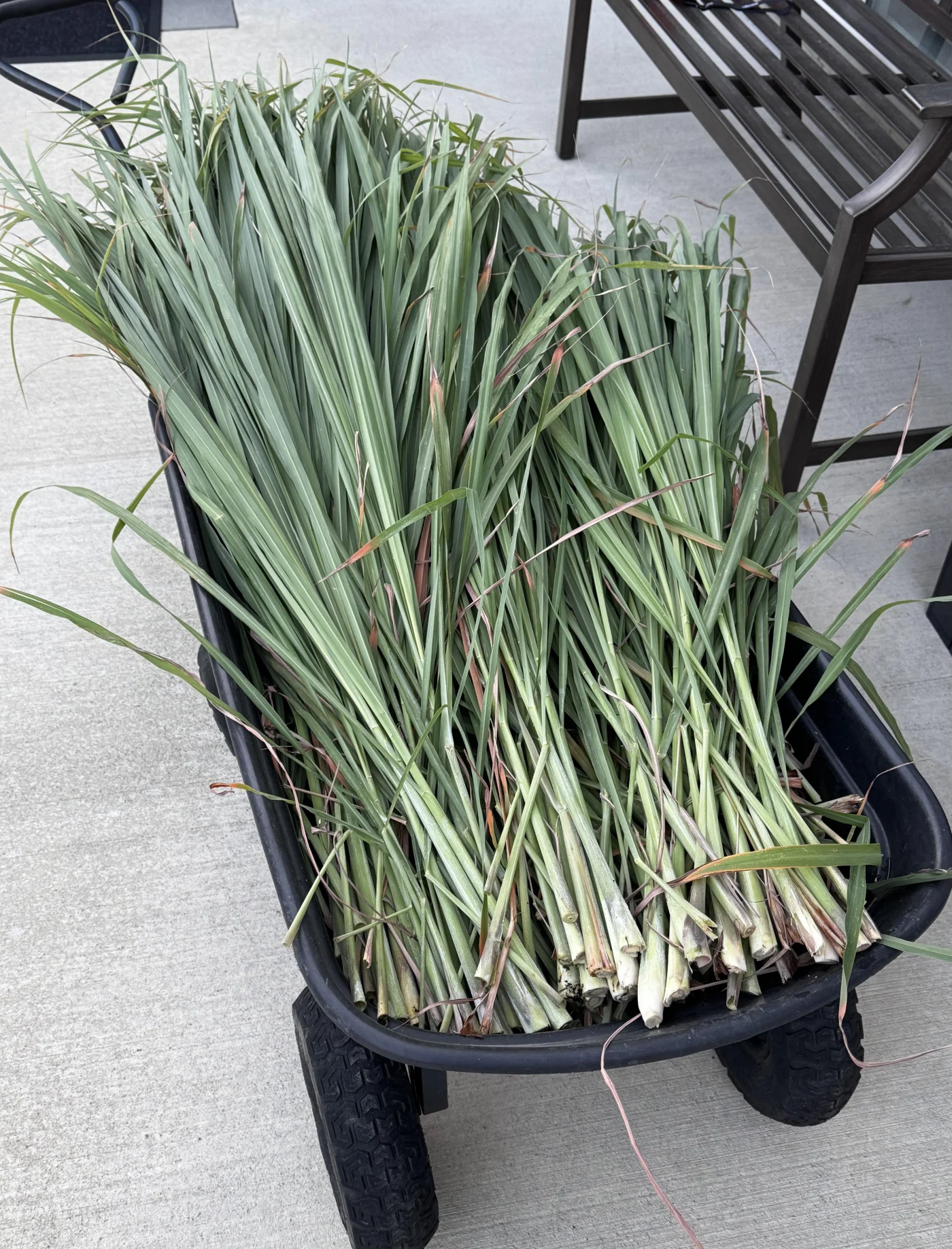 Erva-Príncipe: O Guia Definitivo Para Cultivar e Usar Esta Planta Aromática