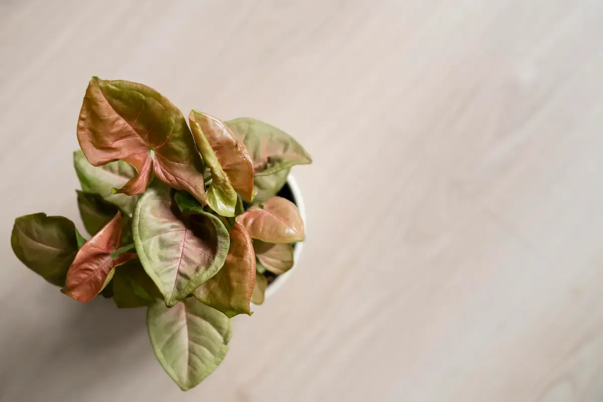 Segundo recomendações, o licuado de cáscaras de huevo con vinagre se puede aplicar hasta una vez por semana si la planta ya muestra síntomas de falta de calcio.